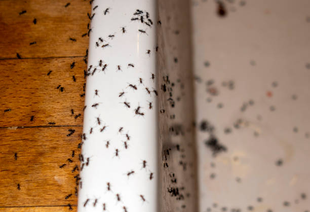 Best Wasp Removal Services  in Old Tappan, NJ